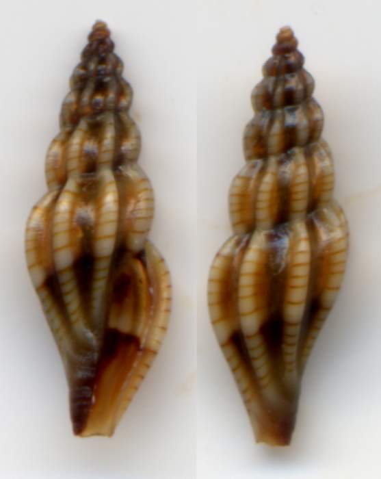 Famiglia CONIDAE